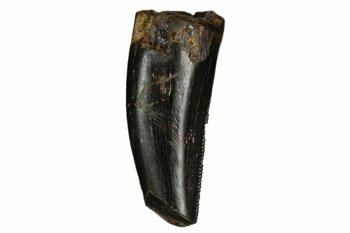 Juvenile Tyrannosaur Premax Tooth - Judith River Formation #184590